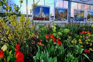 گیاهان و گل‌های بهاری ایرانی به باغ گیاه‌شناسی پیتر اول مسکو رسید